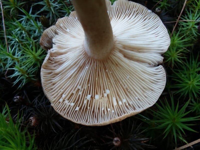 bleeding milk cap mushrooms