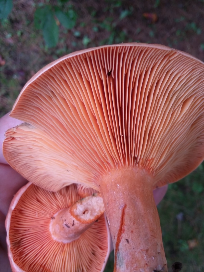 lactarius mushrooms