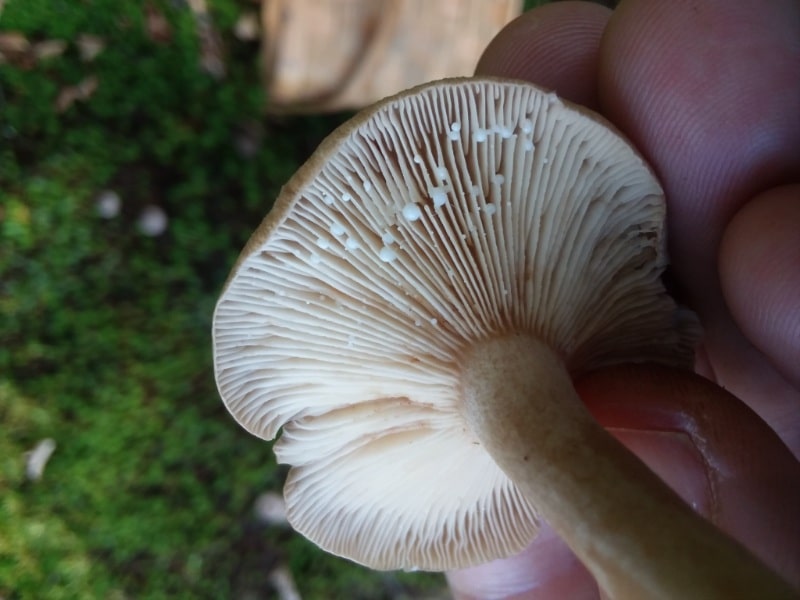 lactarius