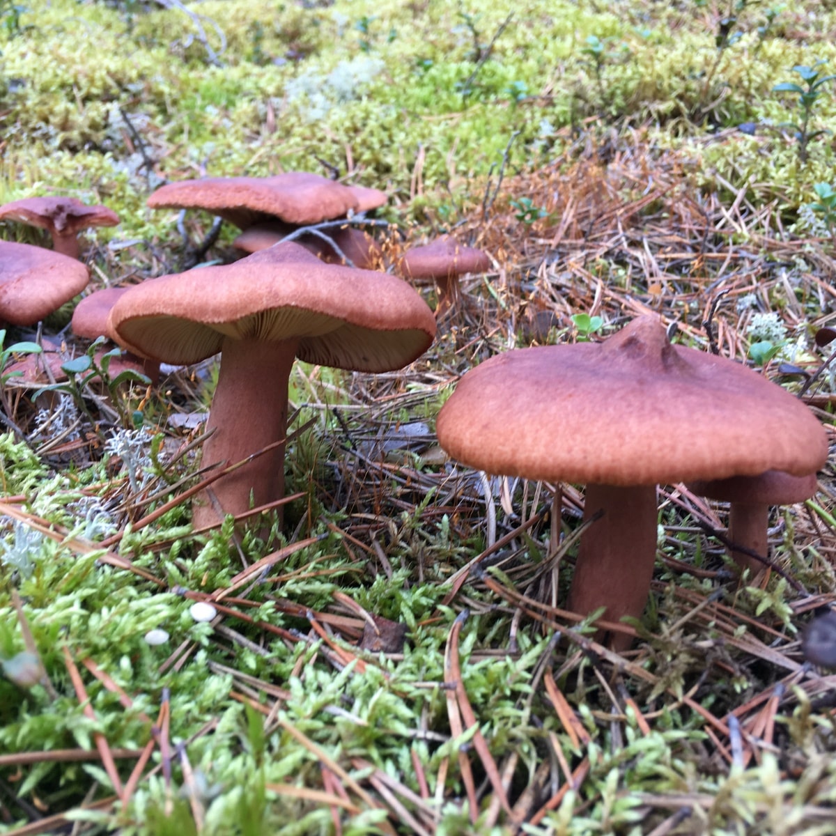 Red Hot Milk Cap (Lactarius rufus)