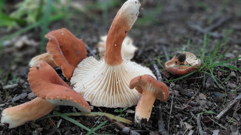 Hygrophorus Milky Cap