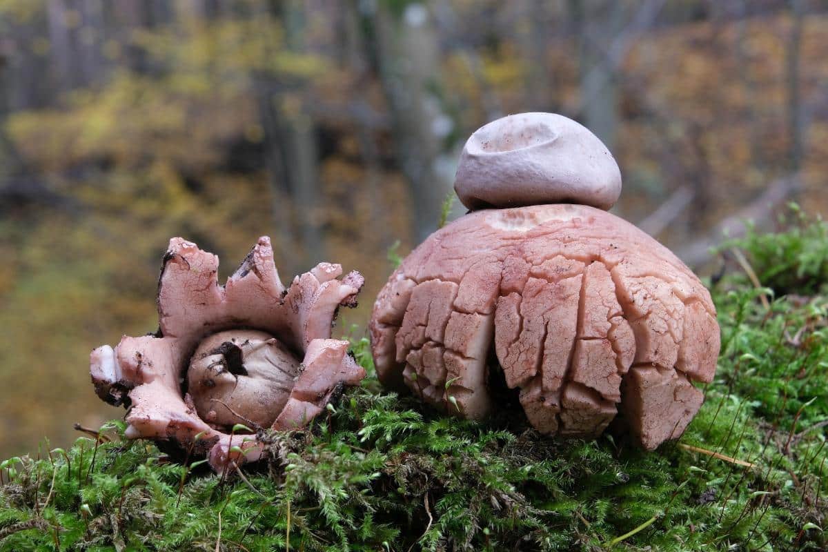 rosy earthstar fungi