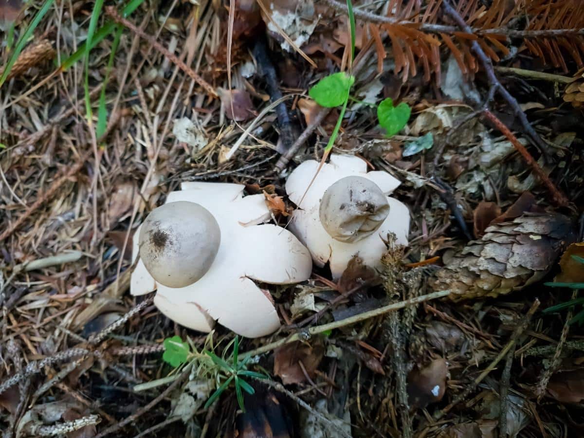 Geastrum