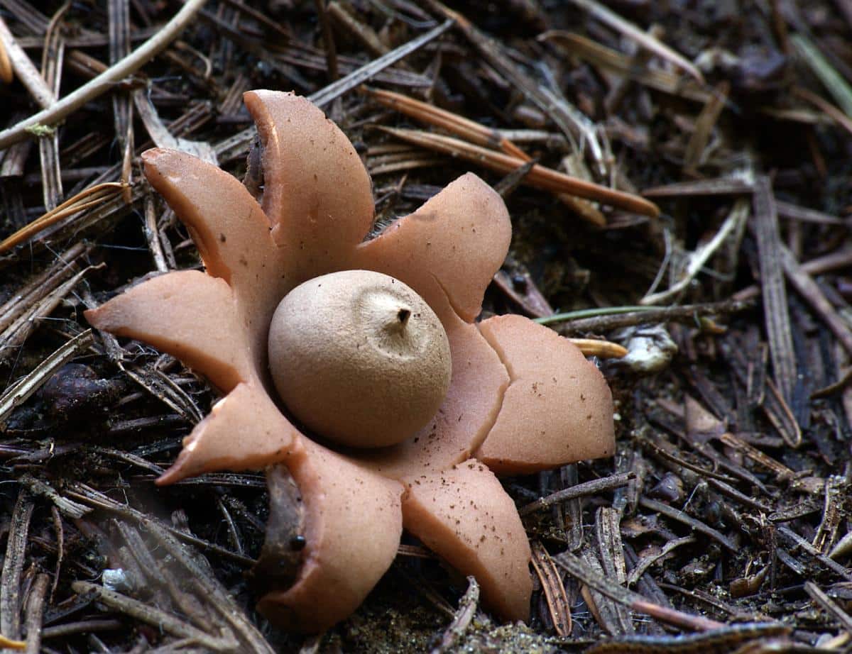 rounded earth star mushroom