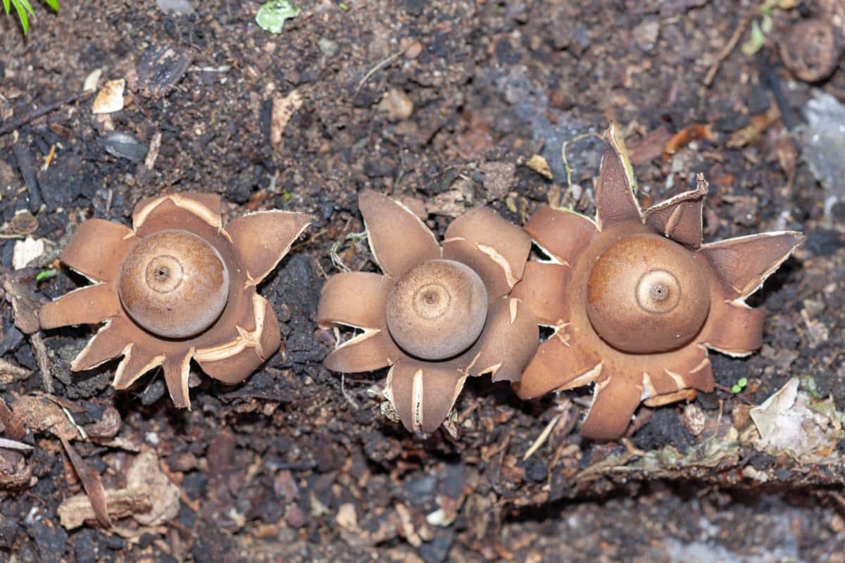 rounded earth star