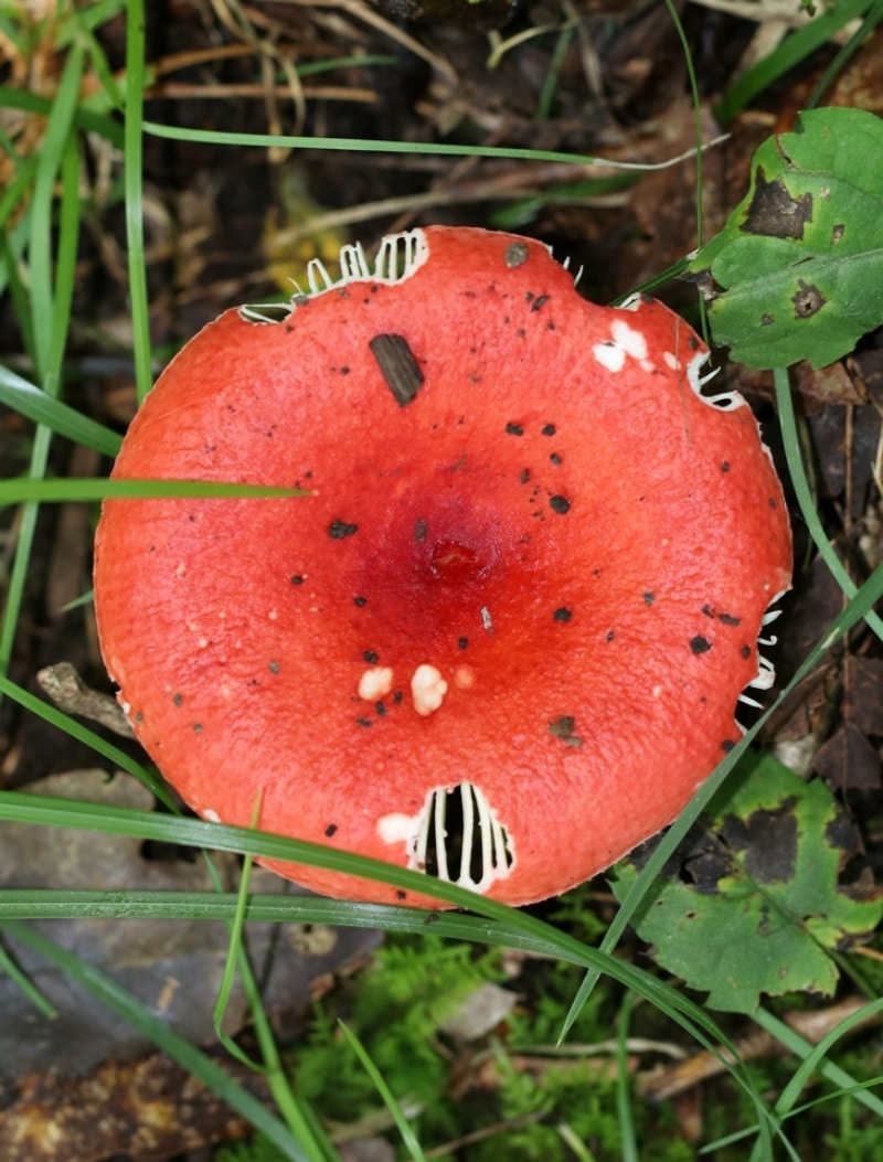 Russula rubescens