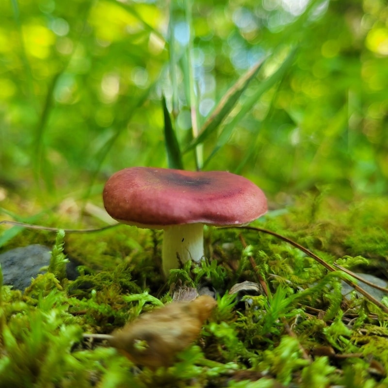 Russula emetica group