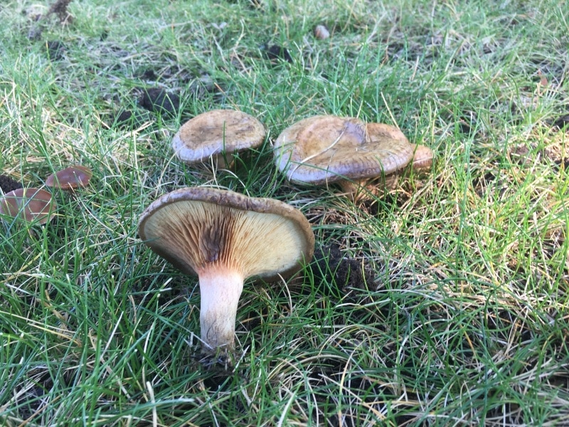 Paxillus involutus