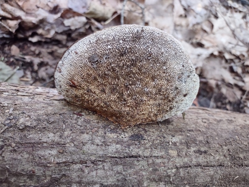 Thin-maze flat polypore, Thin walled maze polypore, Blushing bracket, Blood-stained bracket