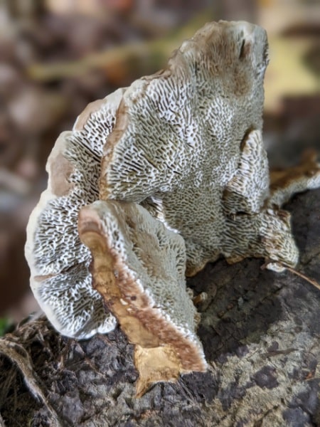 Thin-maze flat polypore, Thin walled maze polypore, Blushing bracket, Blood-stained bracket