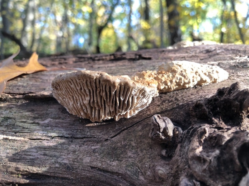 Oak Mazegill (Daedalea quercina)