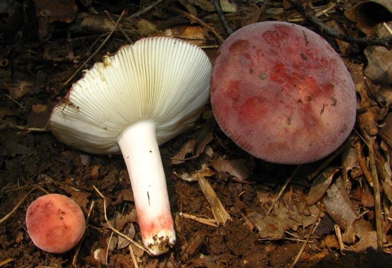 Russula rosea