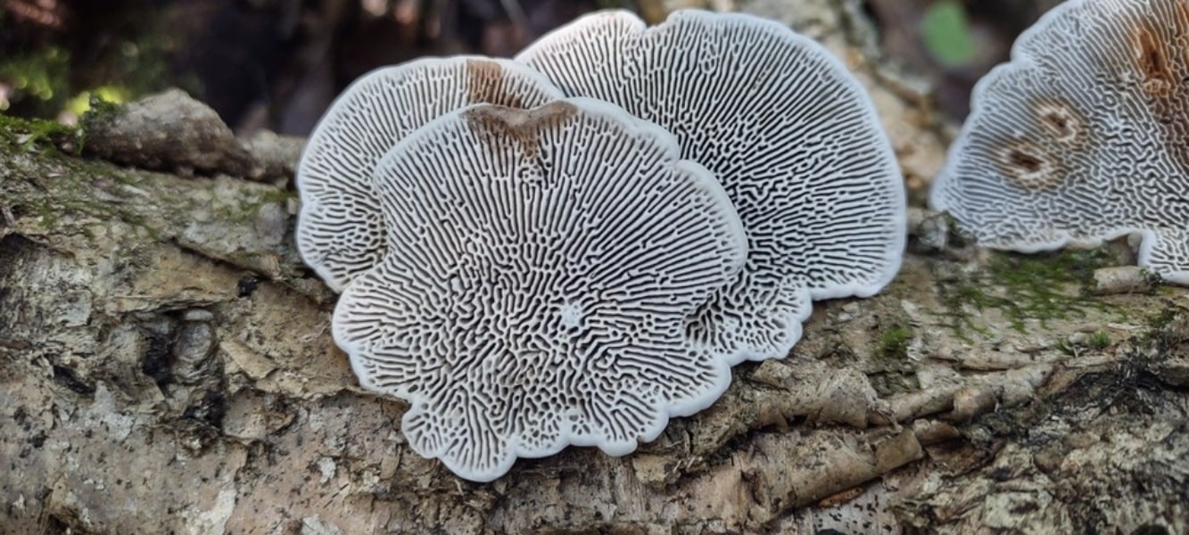 thin walled maze polypore