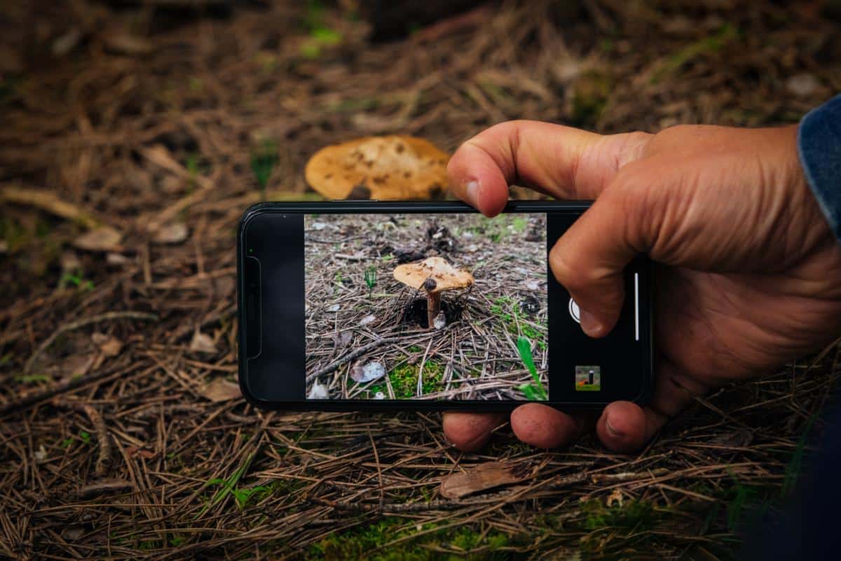 taking photo of mushroom for ID