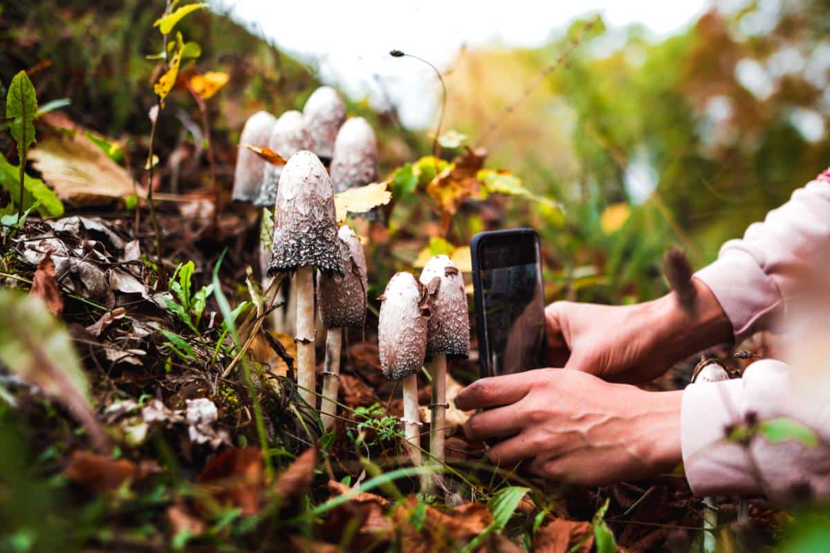 mushroom identification apps
