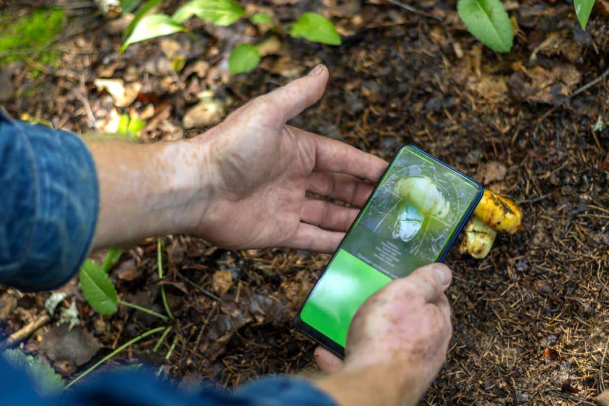 mushroom identification apps dangers