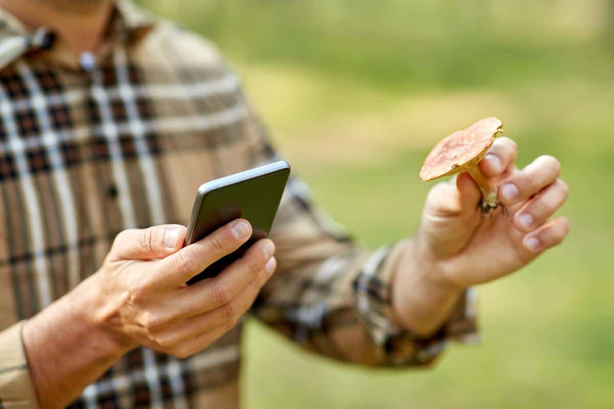 mushroom identification apps are dangerous