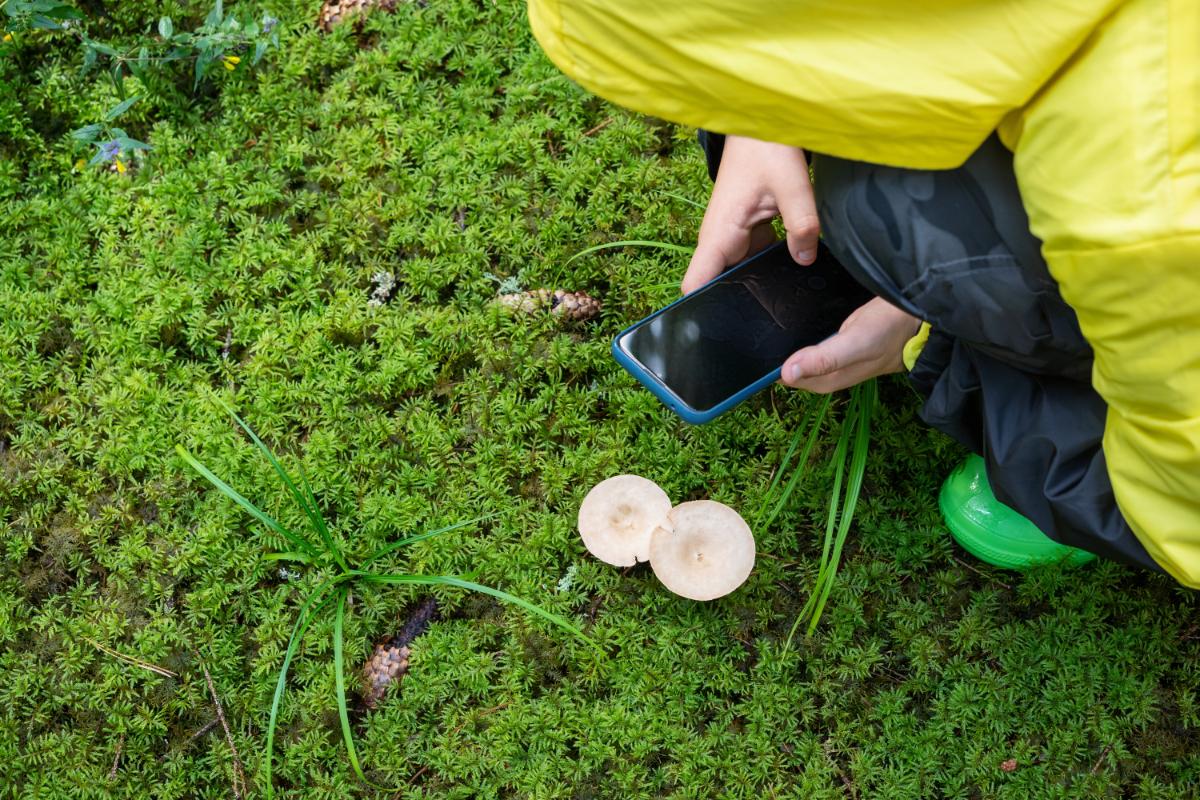 taking picture of a mushroom