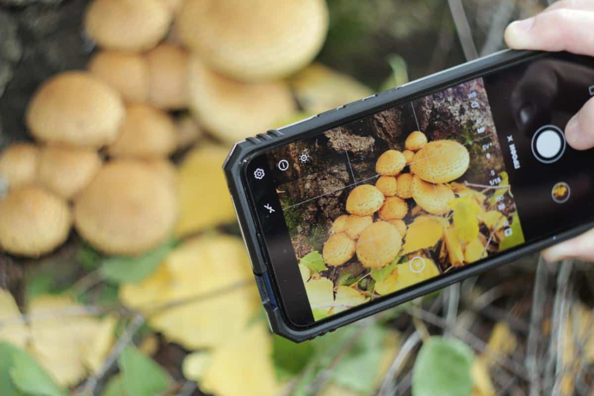 mushroom identification apps