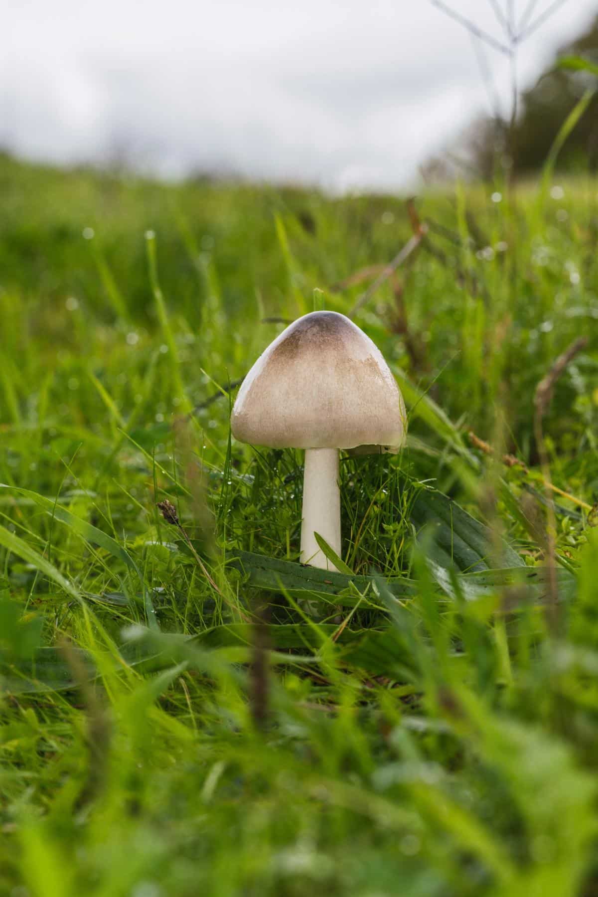 big sheath mushroom young