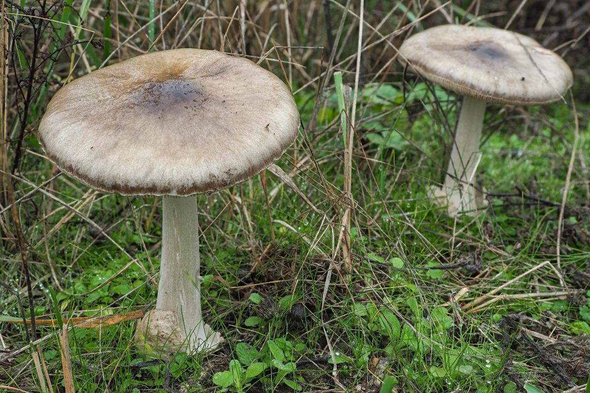 big sheath mushroom