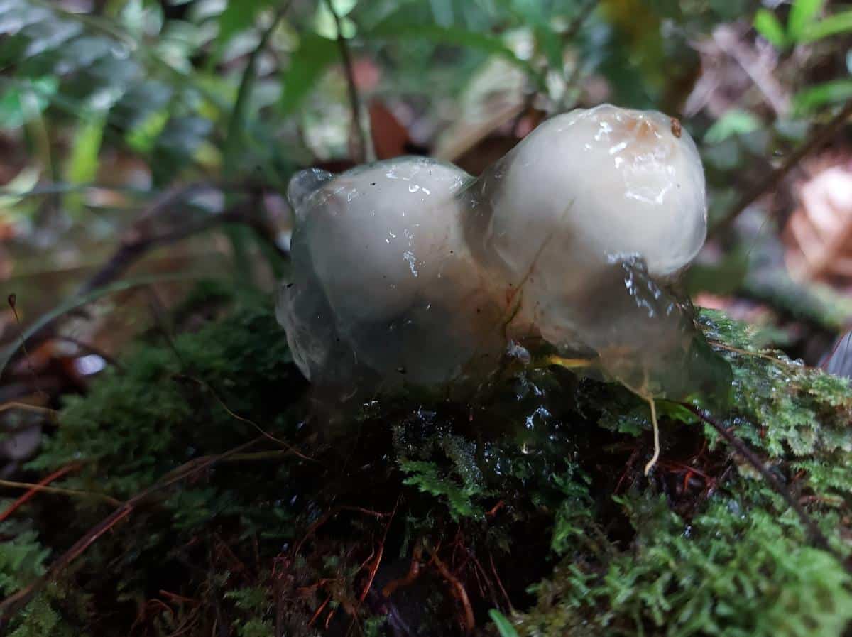 Red Slimy-Stalked Puffball