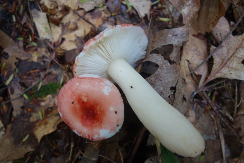 Russula nobilis