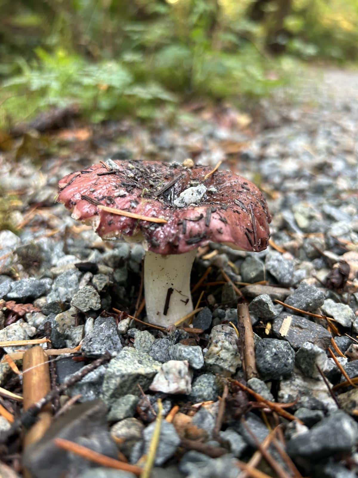 Russula shrimp crab brittlegill