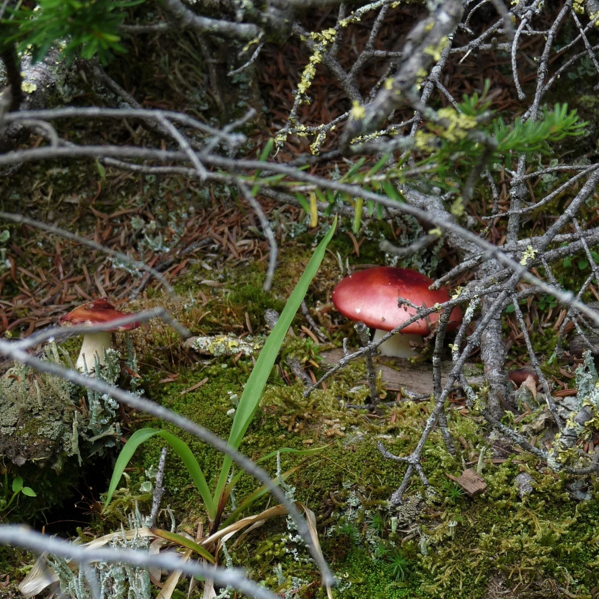 Russula xerampelina complex