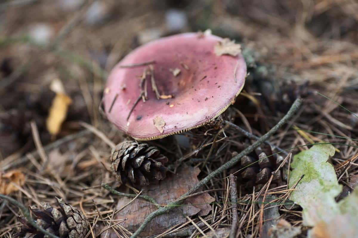 crab brittlegill mushroom