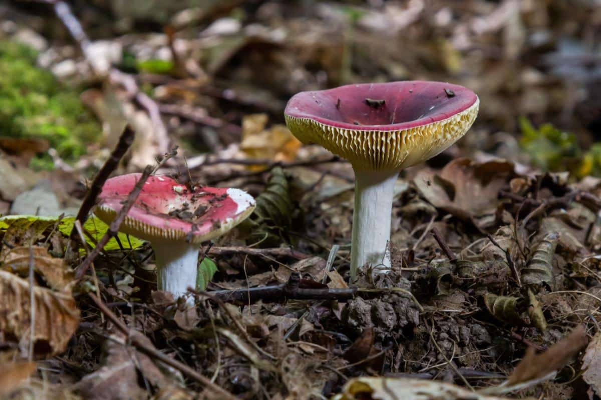 shrimp russula, crab brittlegill
