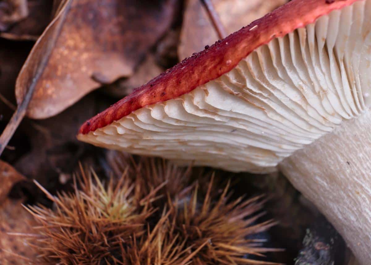 shrimp russula gills