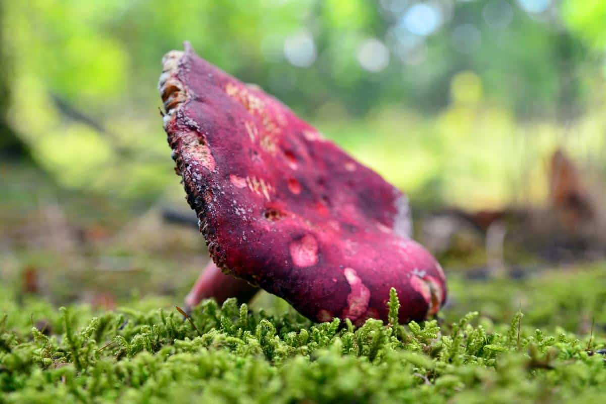 russula shrimp aka crab brittlegill