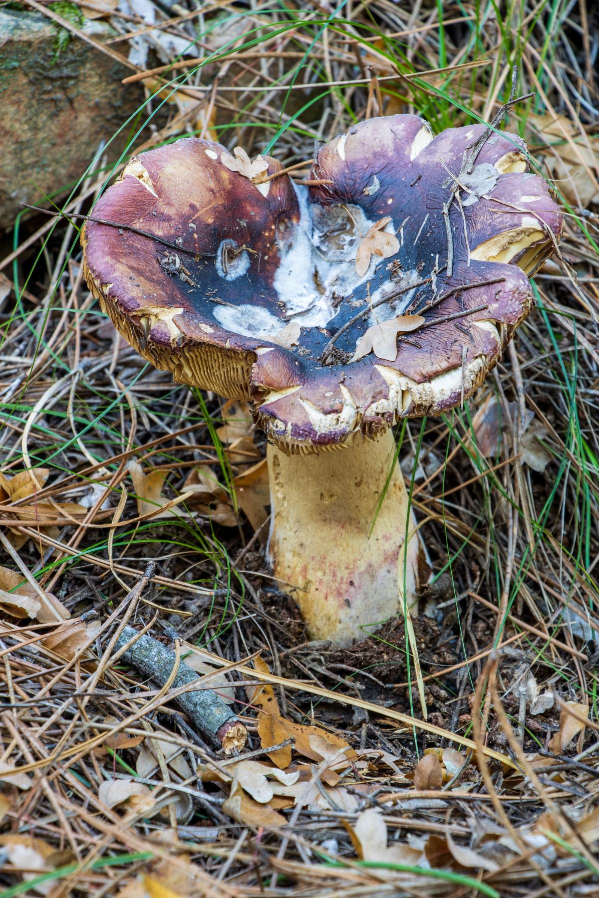 crab brittlegill aka shrimp russula mushroom