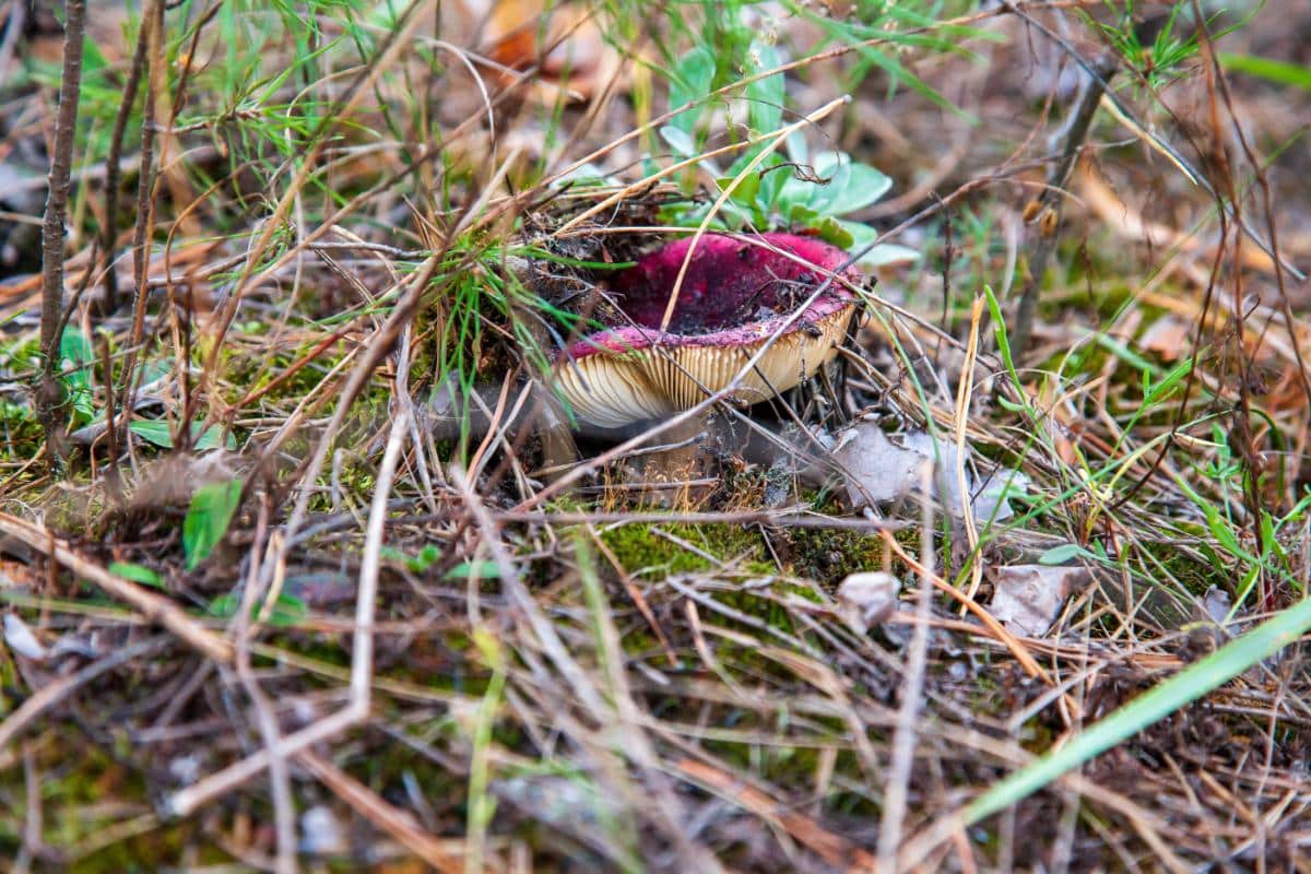 crab brittlegill mushroom