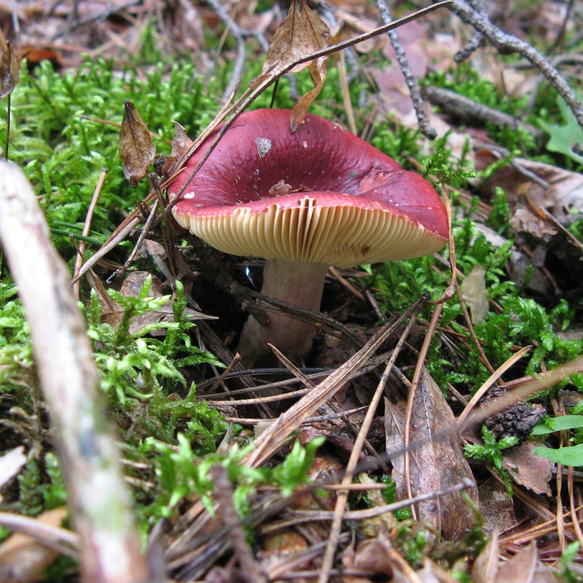 Russula xerampelina complex