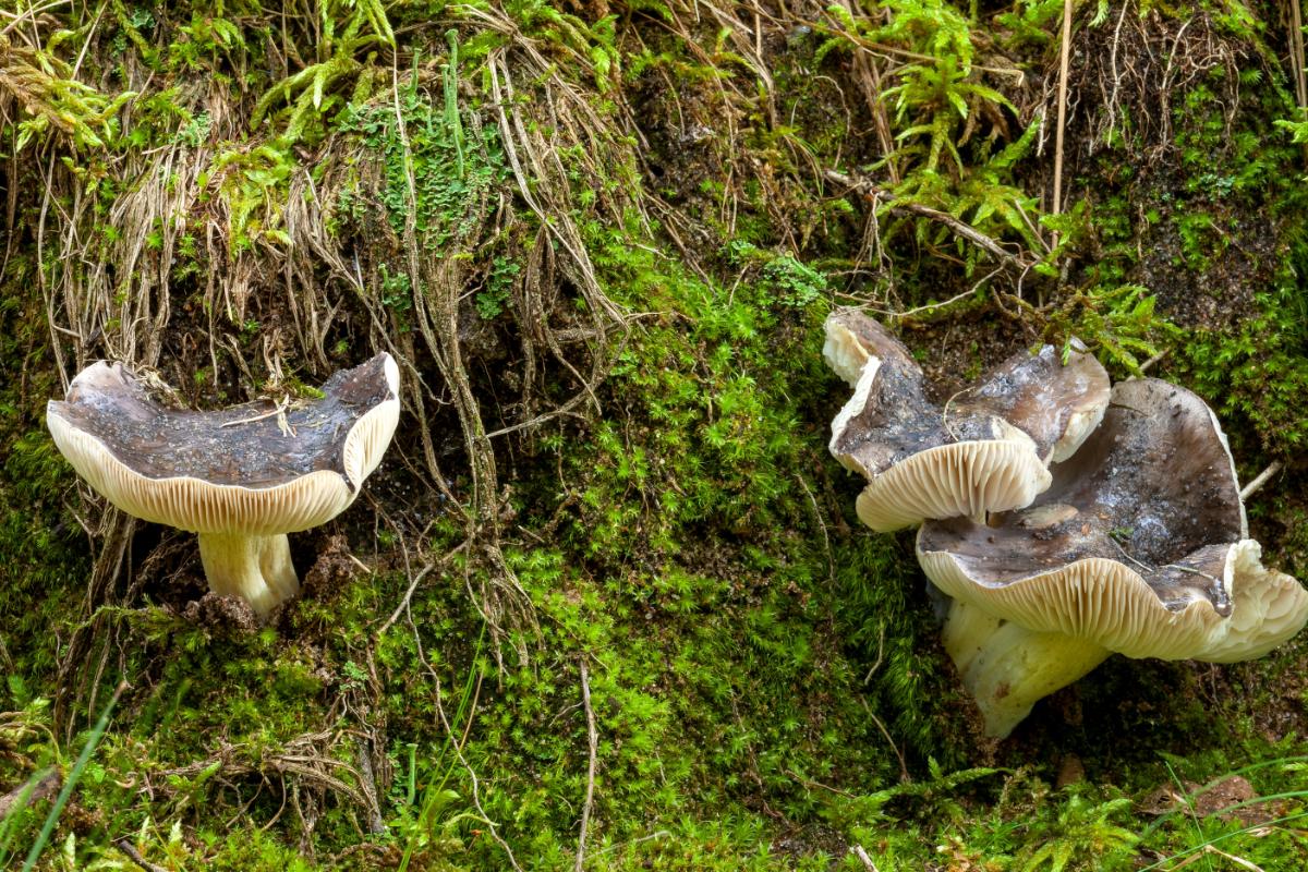 sooty head mushroom