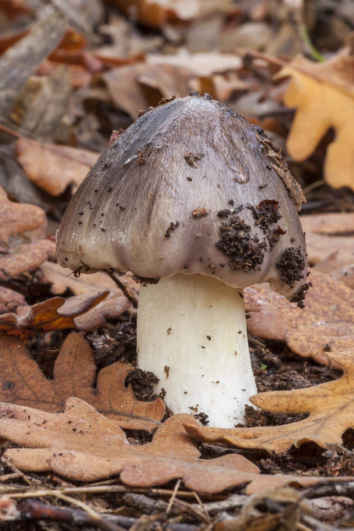 sooty head mushroom