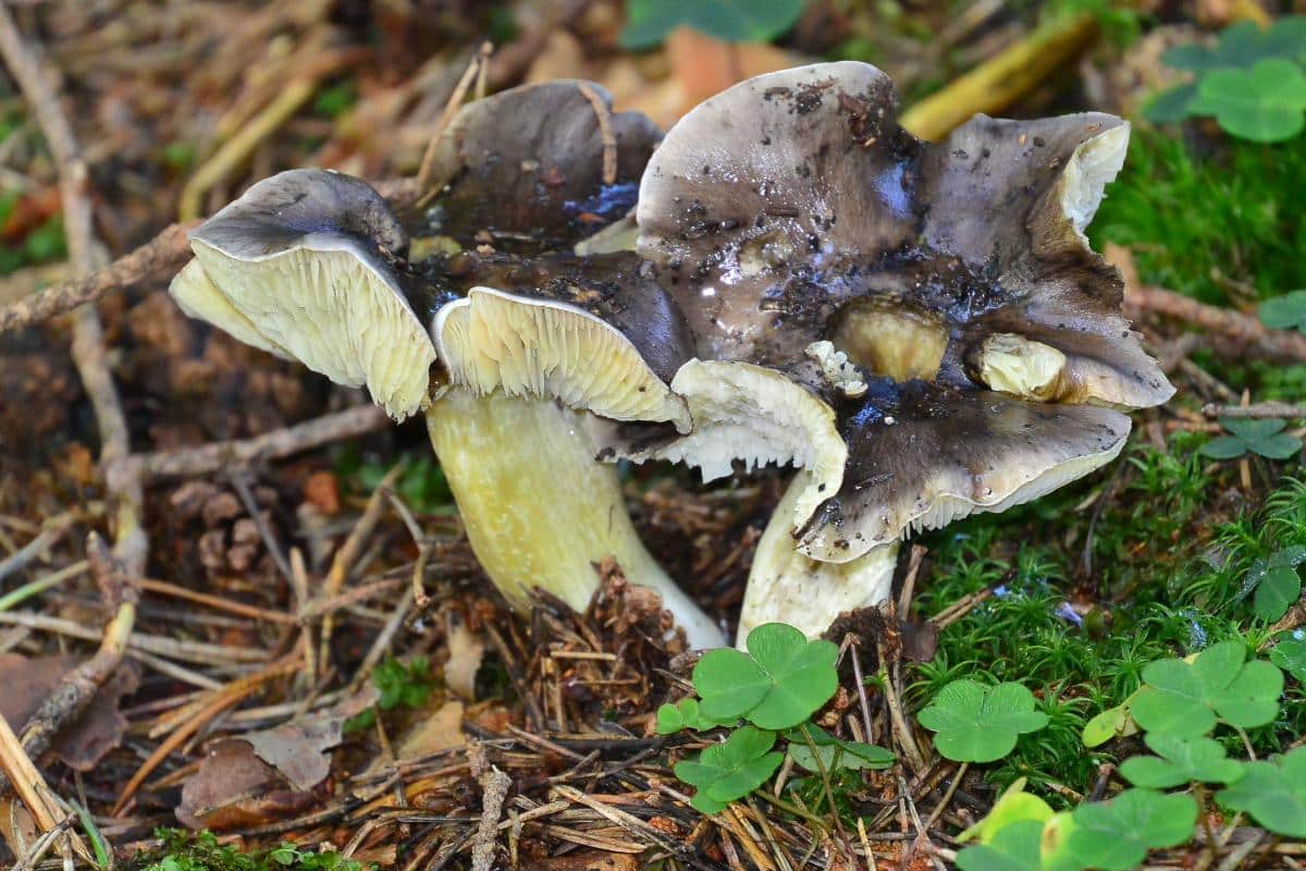 Tricholoma portentosum