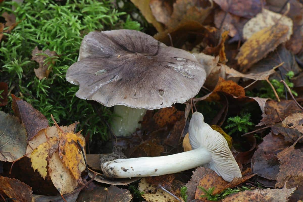 Tricholoma portentosum