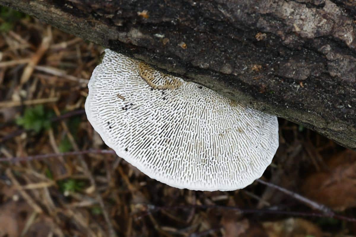 thin walled maze polypore