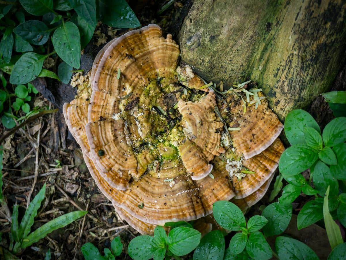 thin walled maze polypore 