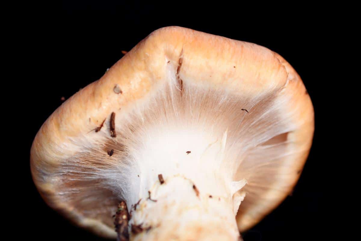 cortinarius veil