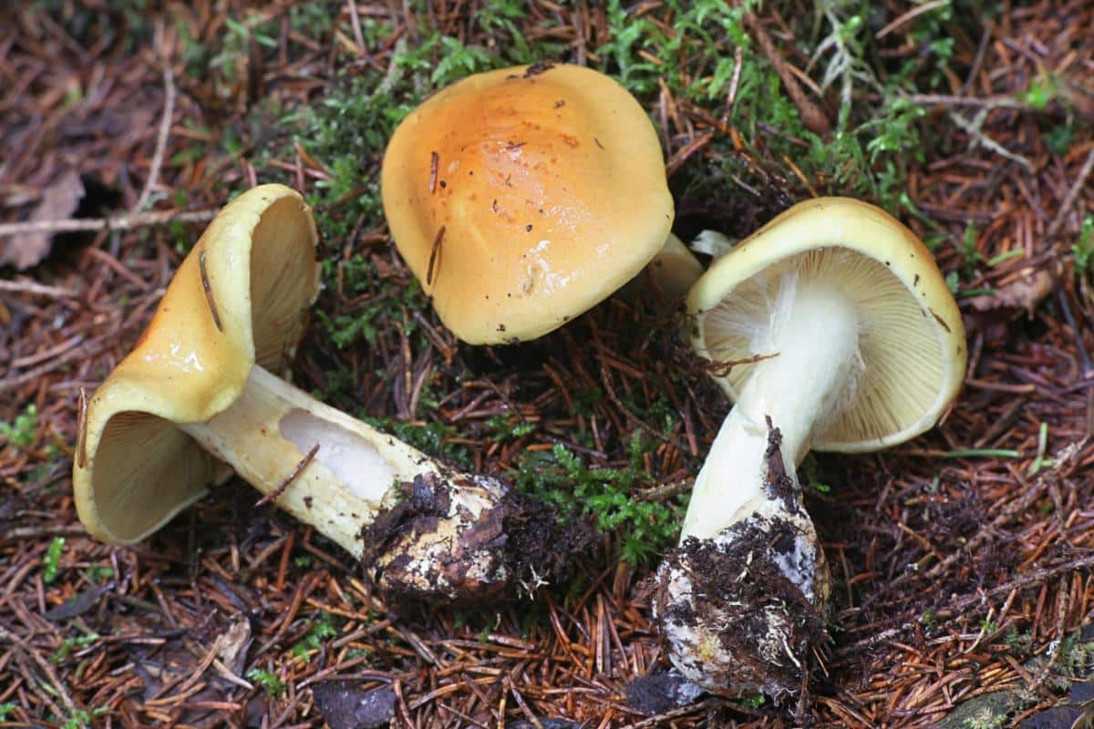 cortinarius veils