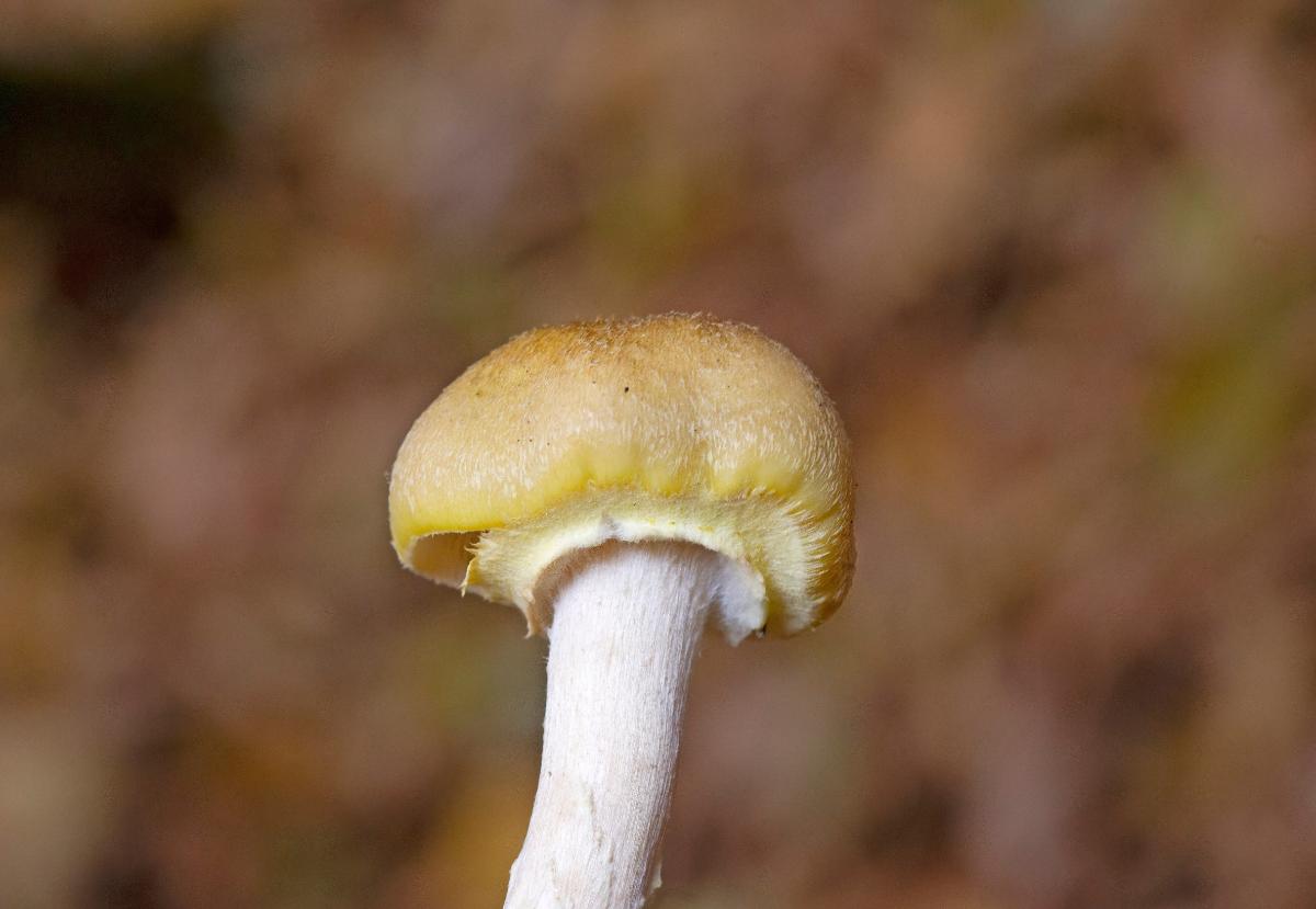 honey mushroom