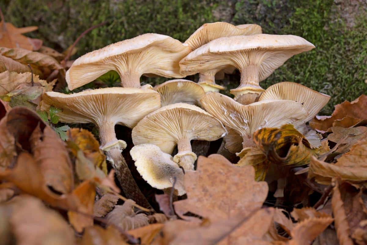 honey mushrooms veils