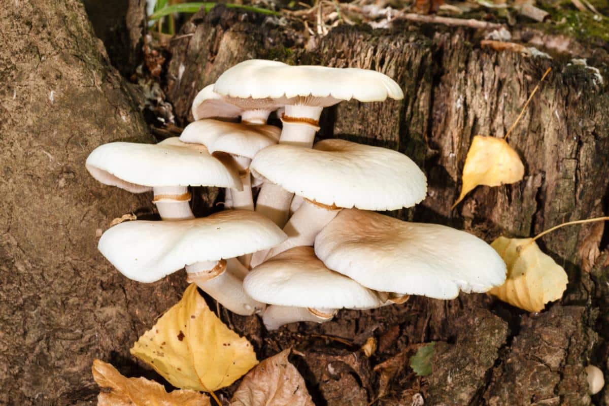 agrocybe veils