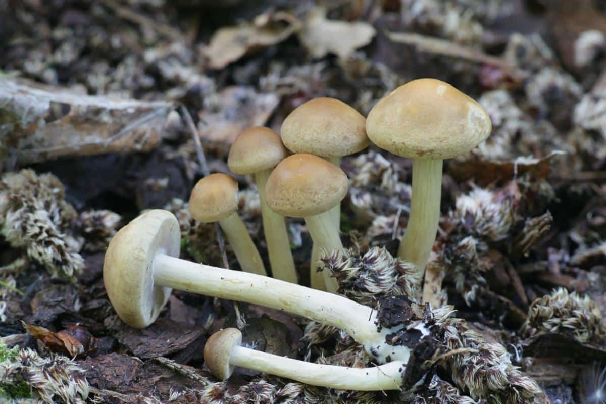 agrocybe veils