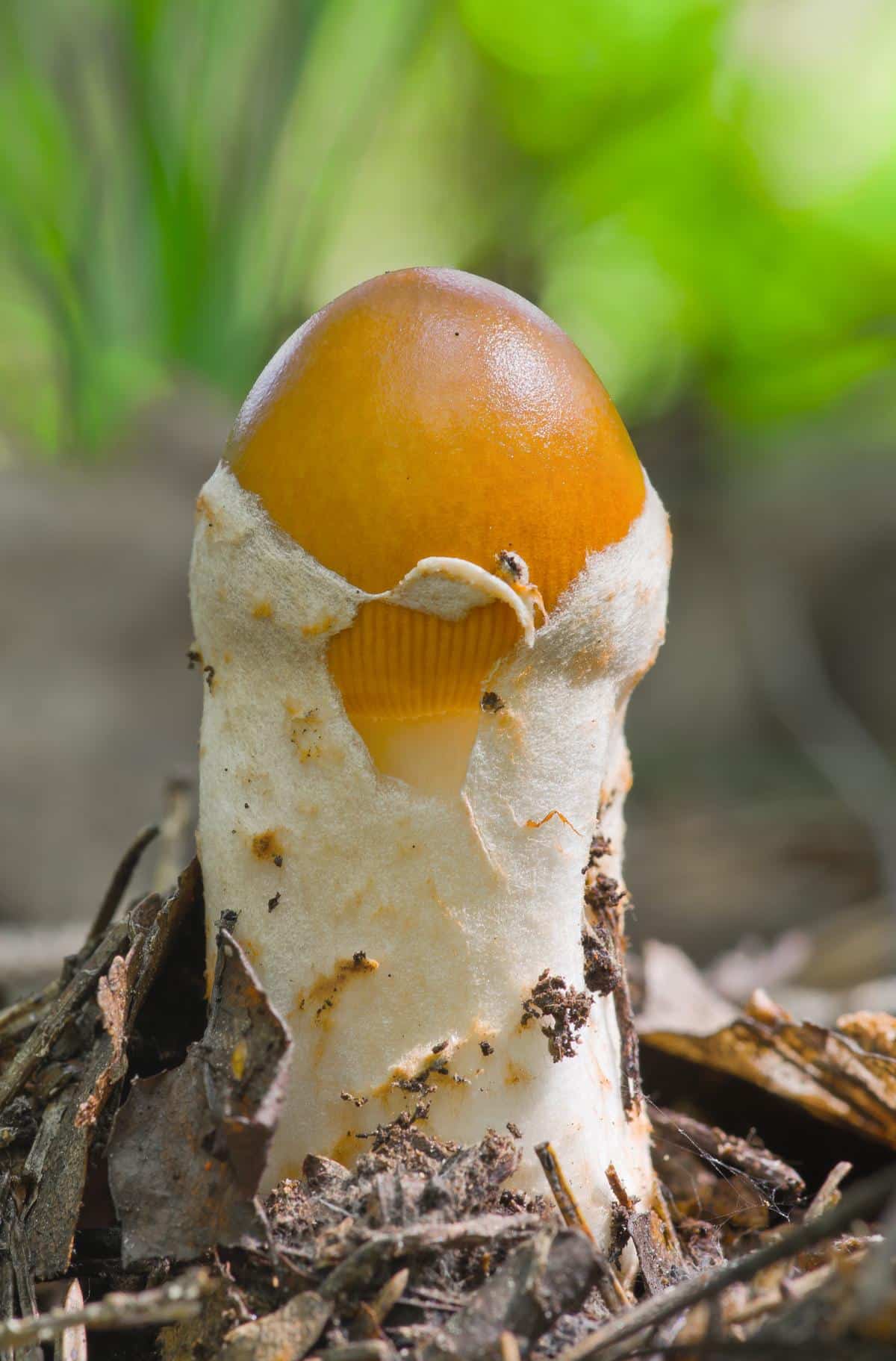 caesar amanita