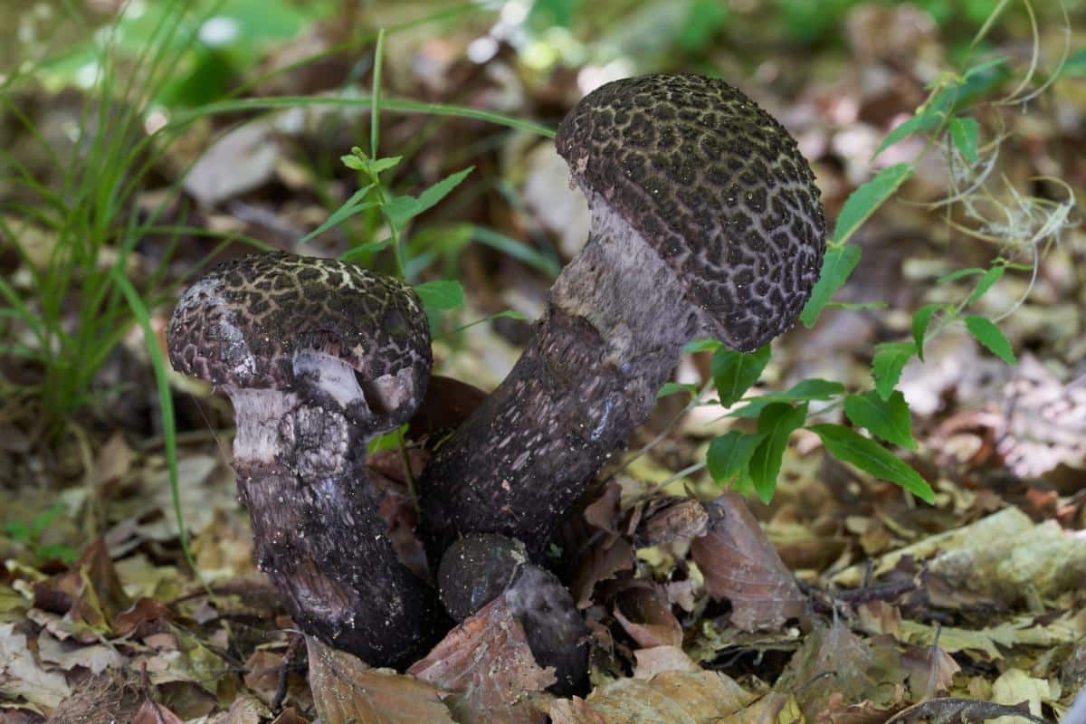 old man of the woods mushroom 